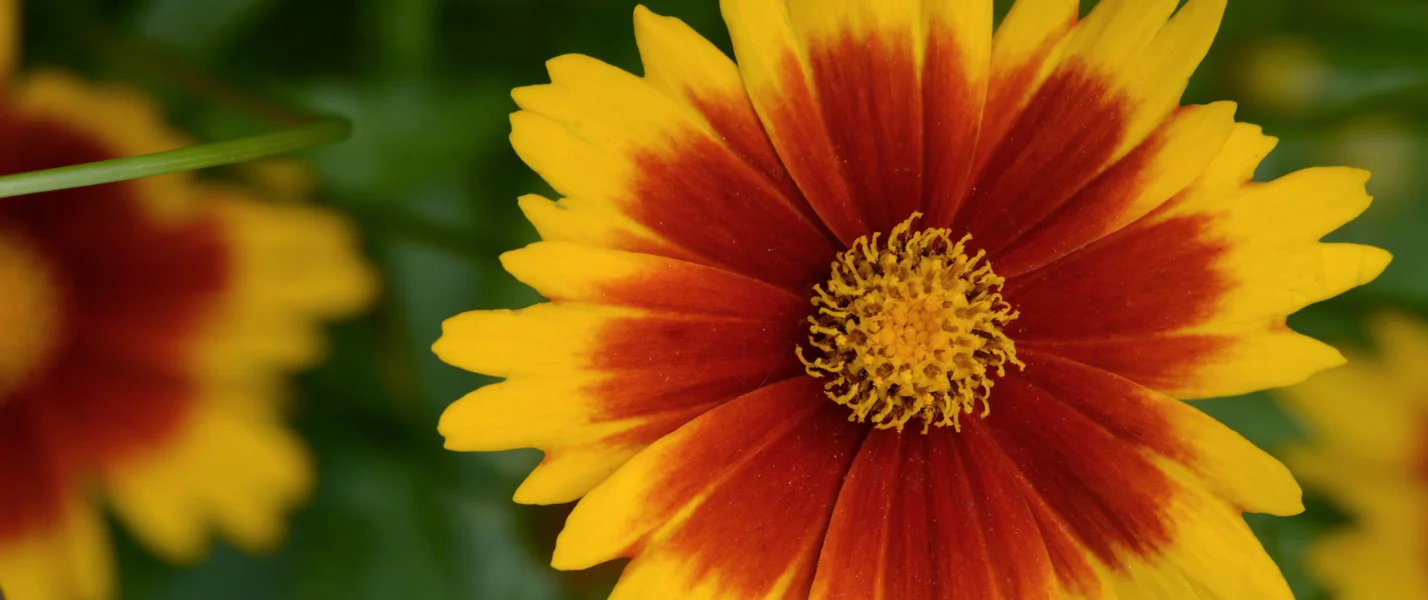Yellow and red bloom from Kube-Pak’s website